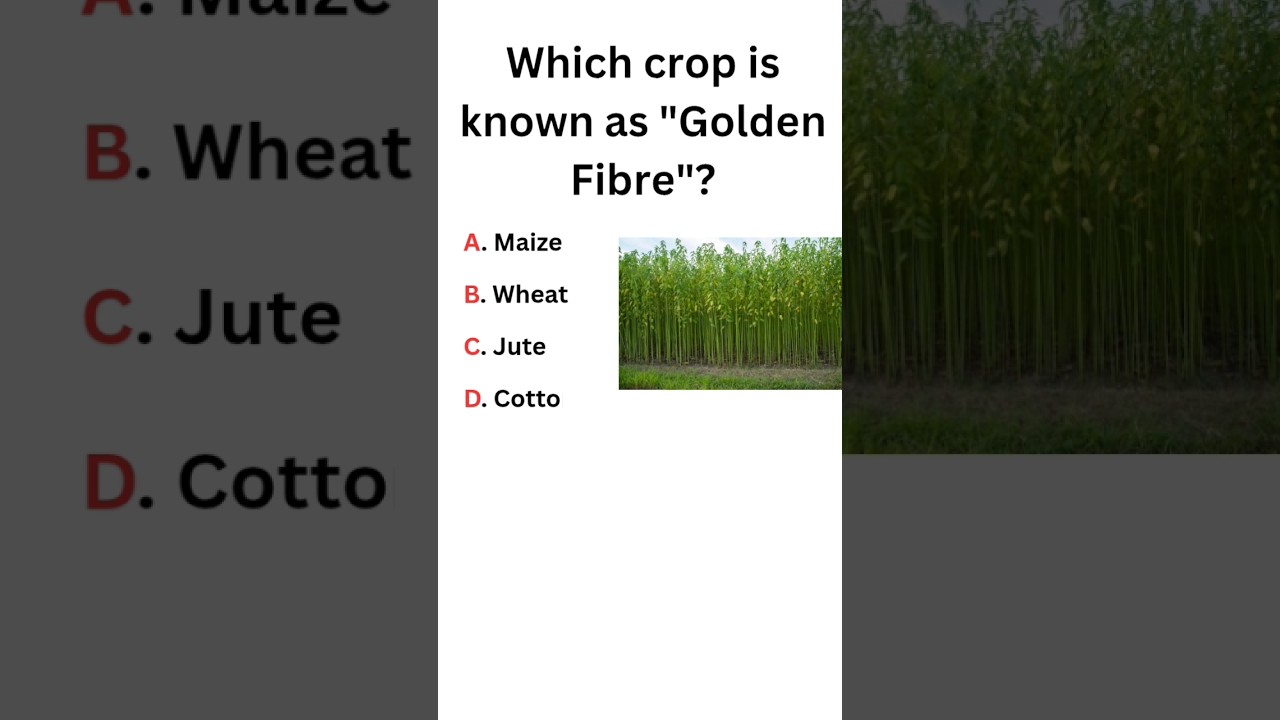 Which crop is known as "Golden Fibre"? 