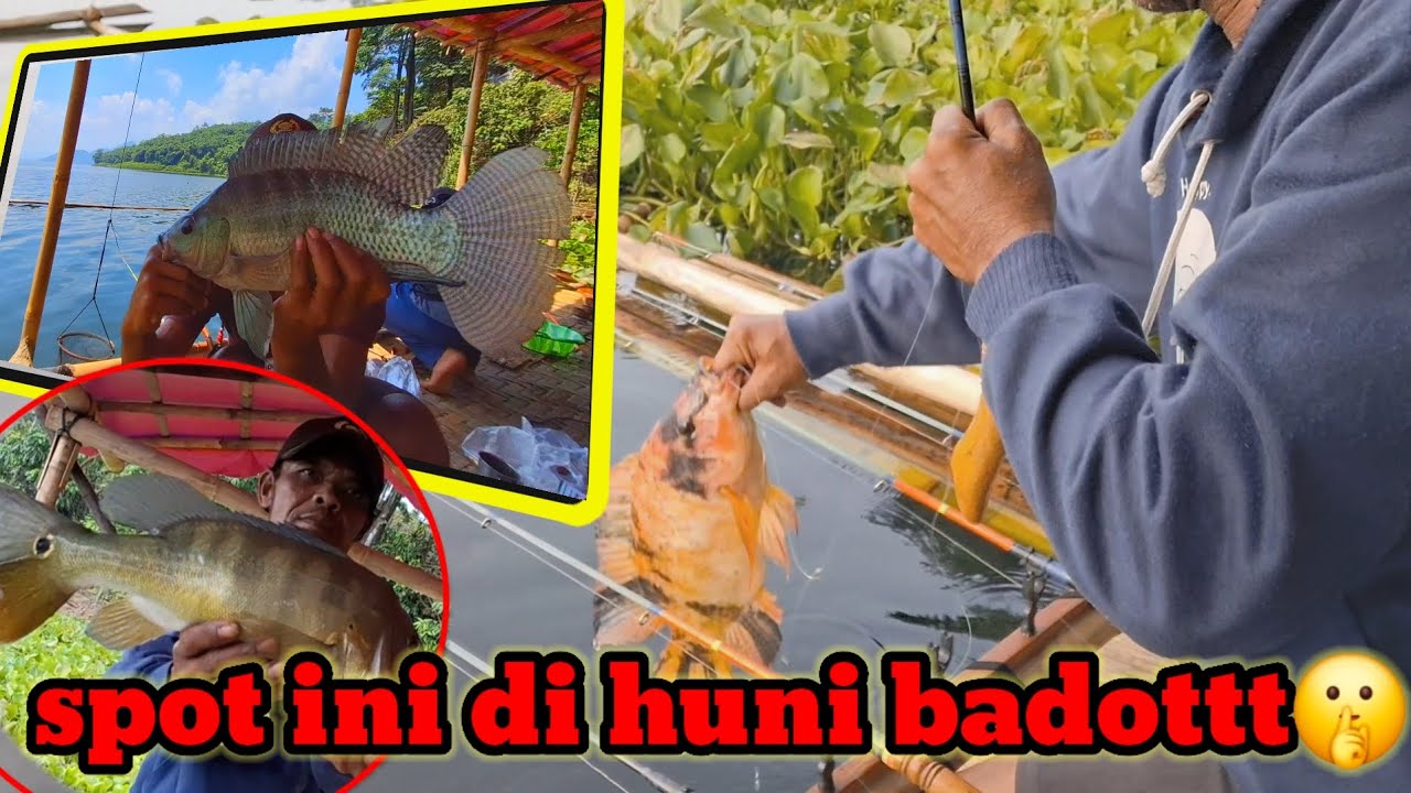 MANCING JATILUHUR TERBARU SPOT MANDANG GANG NILA DI HUNI BADOT