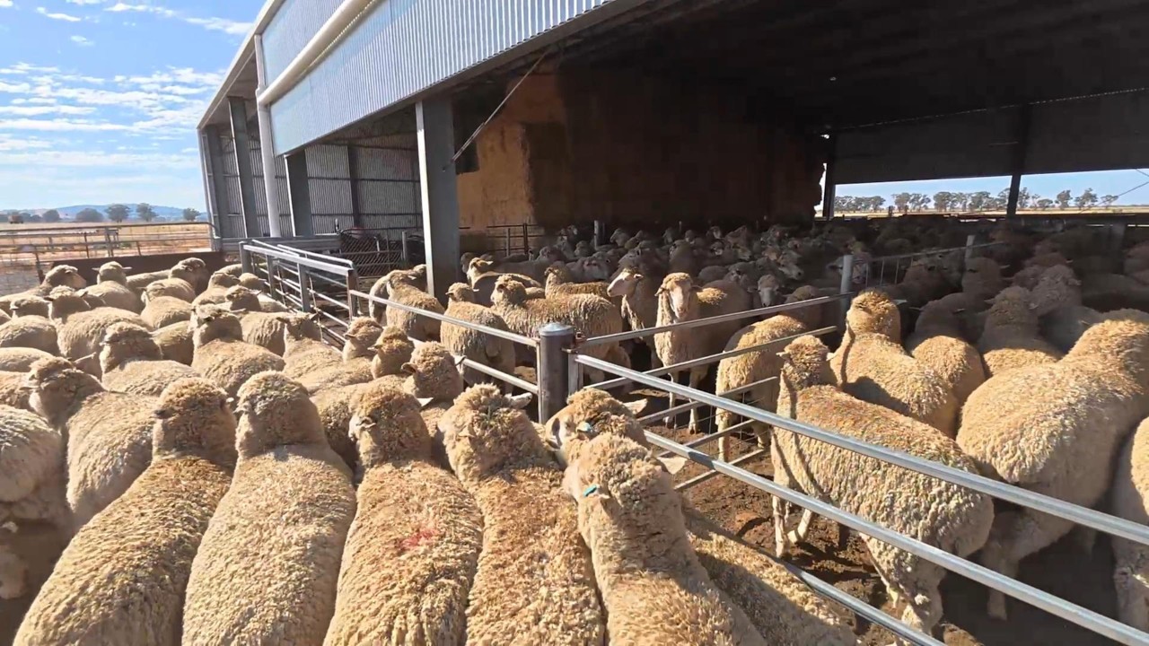 Shearing preparations and a rice update