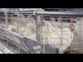 Chore-Time® Egg - Housing Systems