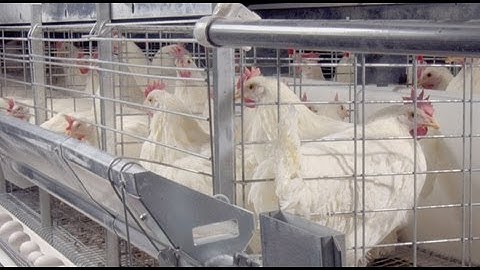 Chore-Time® Egg - Housing Systems