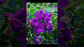 Alquran Suratul Rome sabkuch659 