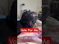 Vote For Me #FunnyDog #DogComedy #VoteForMe #CuteDog #DogElection