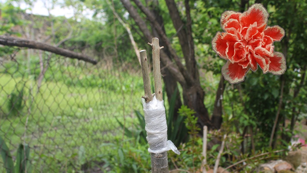 Прививка граната, разделенного на съедобный сорт, на декоративный сорт граната