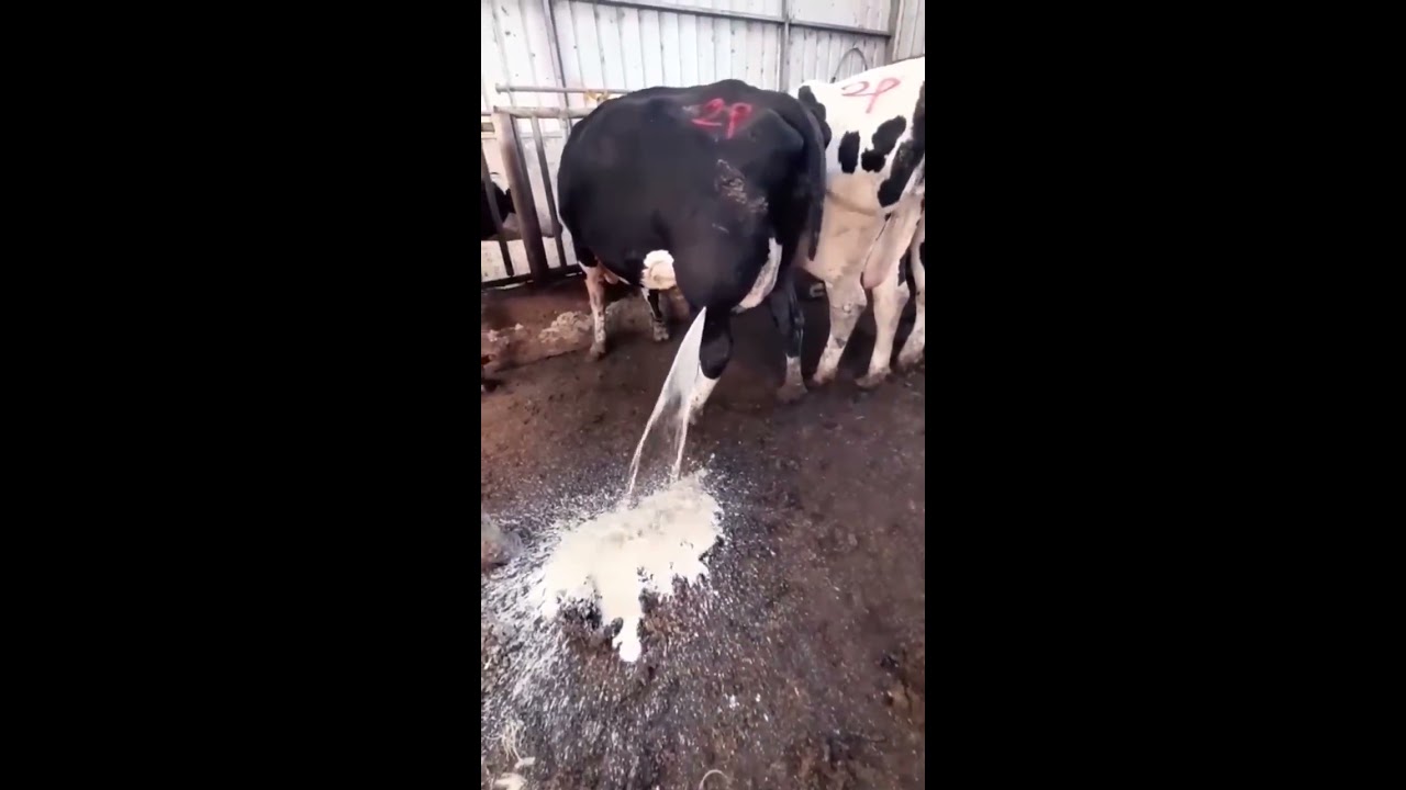 Cows In The Village Shorts