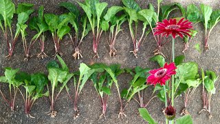 how to divide and propagate gerbera daisy plant | gerbera | daisy