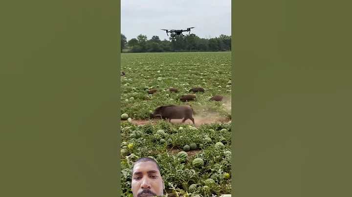 Drone to kill harmful pigs #villagelife#smartfarming #rurallife #farmingtraditions#farming#viral