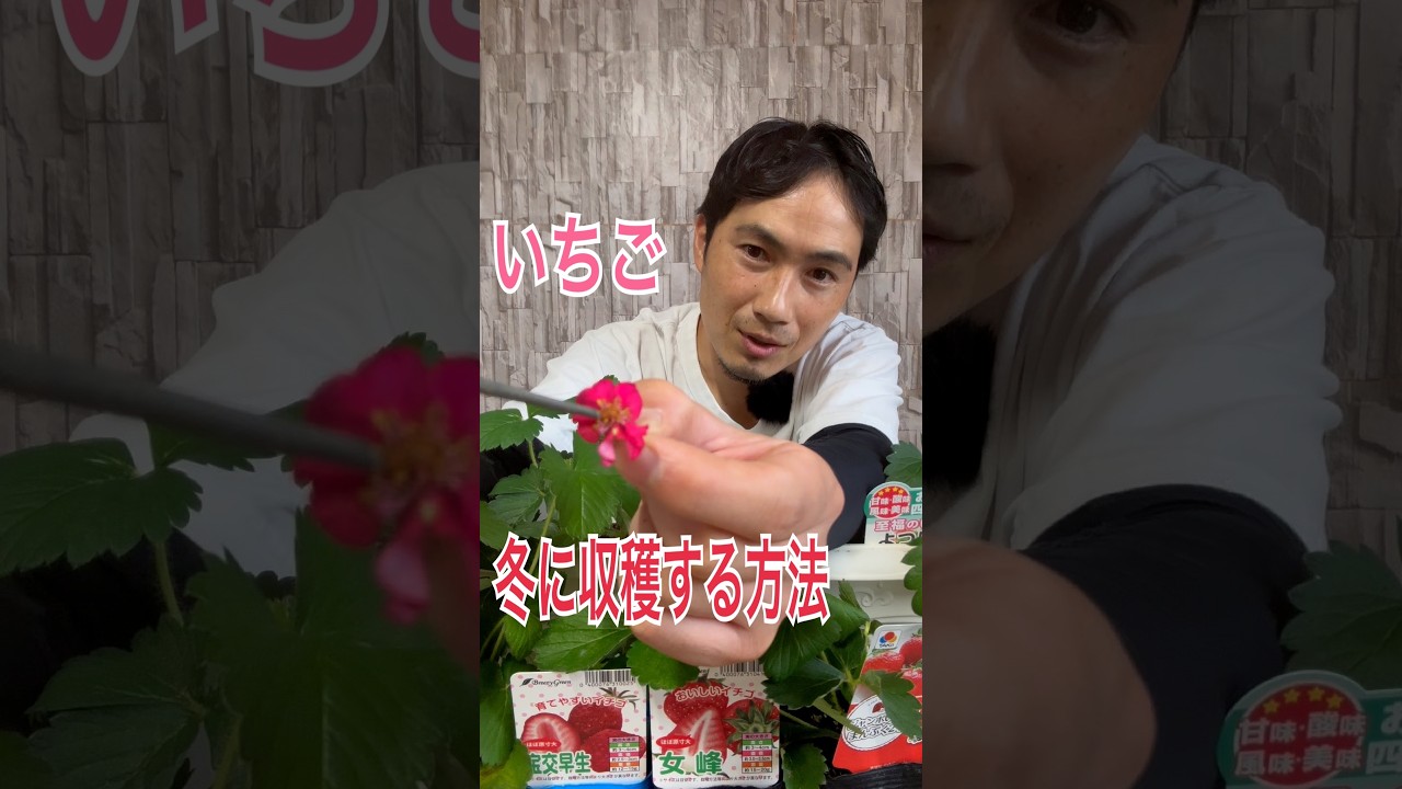 人工授粉で冬に収穫可能です❗️やってみてね😊