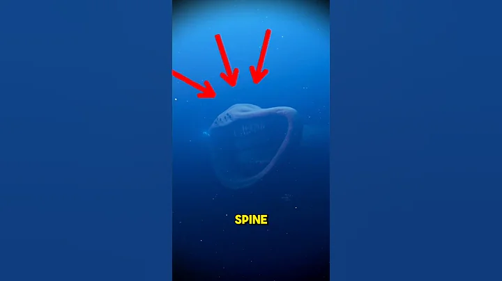 Top 5 Sea Monsters That Might Actually Exist | Scariest Ocean Creatures Ever#top5 #creature #shorts