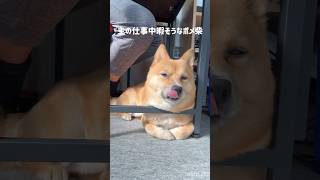 何かずっと暇そうなポメ柴