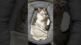 Mother Cats Gentle Care Makes Her Kitten Sleep Peacefully