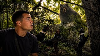 BIG BEAR TREED & my dogs catch another on the ground!