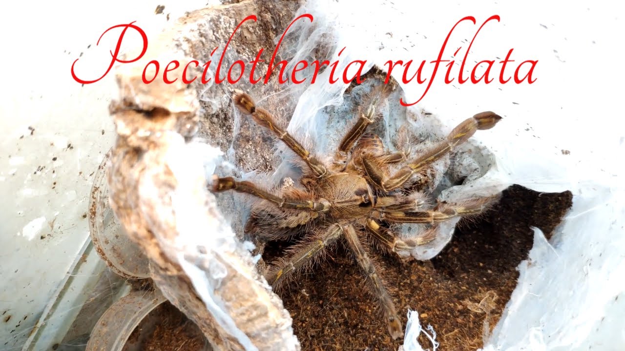 Poecilotheria rufilata. Большой паук и его кокон.