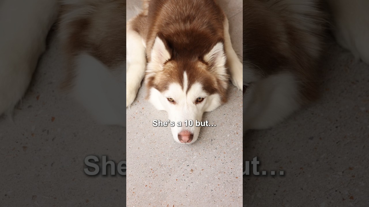 Your pet is basically a furry life coach who never asked for the job but takes it very seriously 🐾