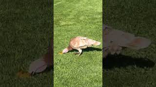 they love their food !! #farm #lifestyle #pets #comedy #birds #turkeys #chickens #homestead