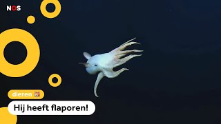 Onderzeeër filmt zeldzame Dombo-octopus