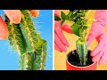 🌿🌟Smart Hacks to Grow Healthy and Vibrant Plants