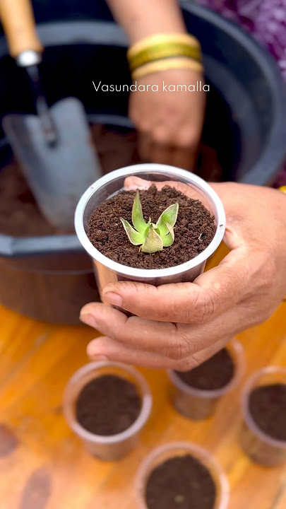 Growing plant from its flowers 🌹