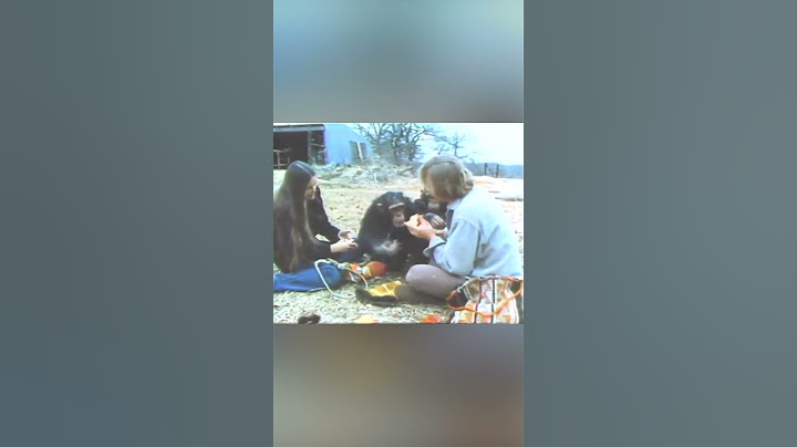 Уникальный Эксперимент - Человекоподобный Шимпанзе