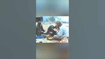 Уникальный Эксперимент - Человекоподобный Шимпанзе