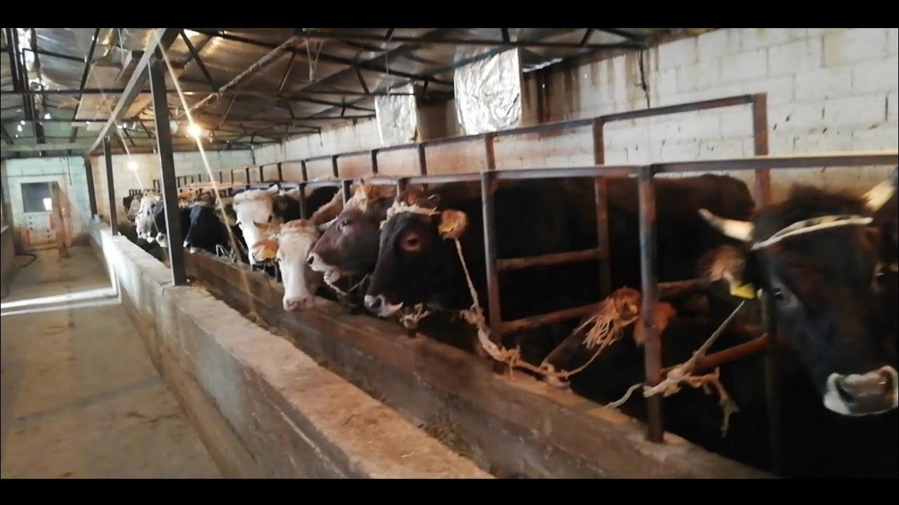 Мына😳БИЗНЕС досум! Бука эмес Уй🐄жемдоо😳прикинь сен🤔