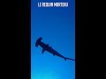 Le Requin Marteau