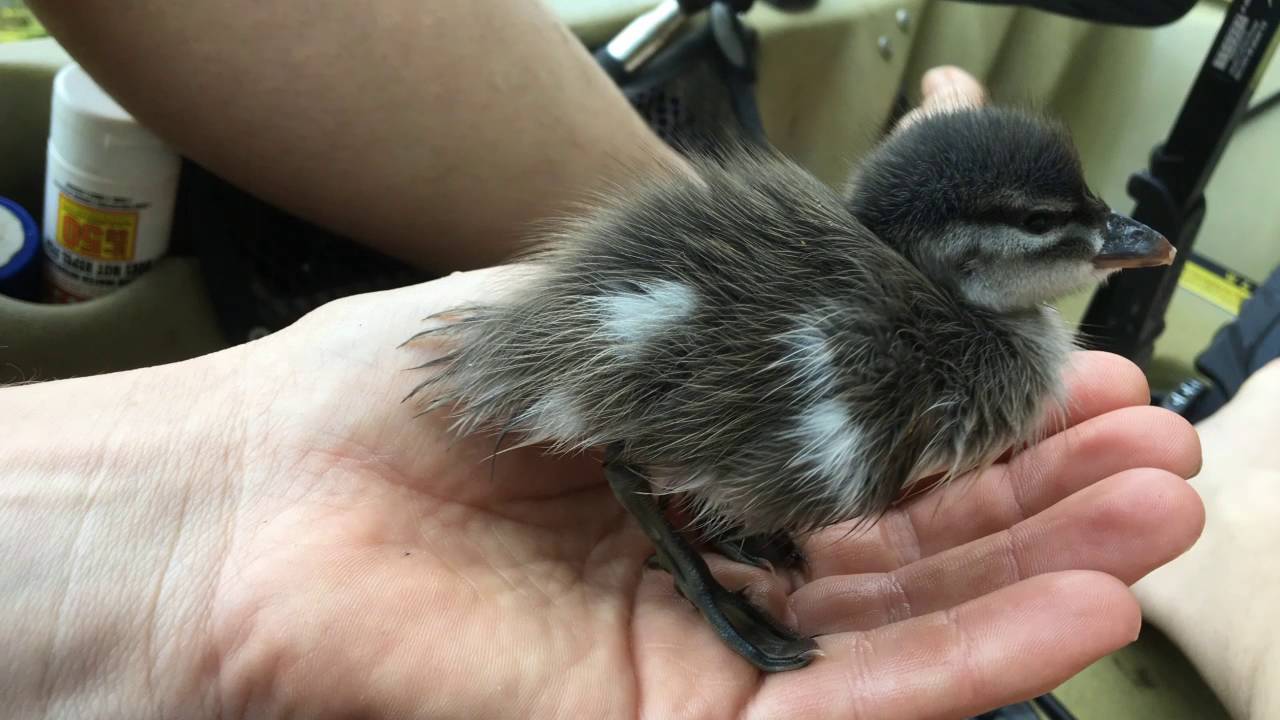 encounter meaning Duckling befriends fisherman