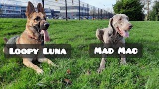 Weimaraner Vs German Shepherd by Pawsonal Pet Care 104 views 1 month ago 6 minutes, 13 seconds