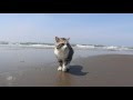 Cat to patrol the sandy beach