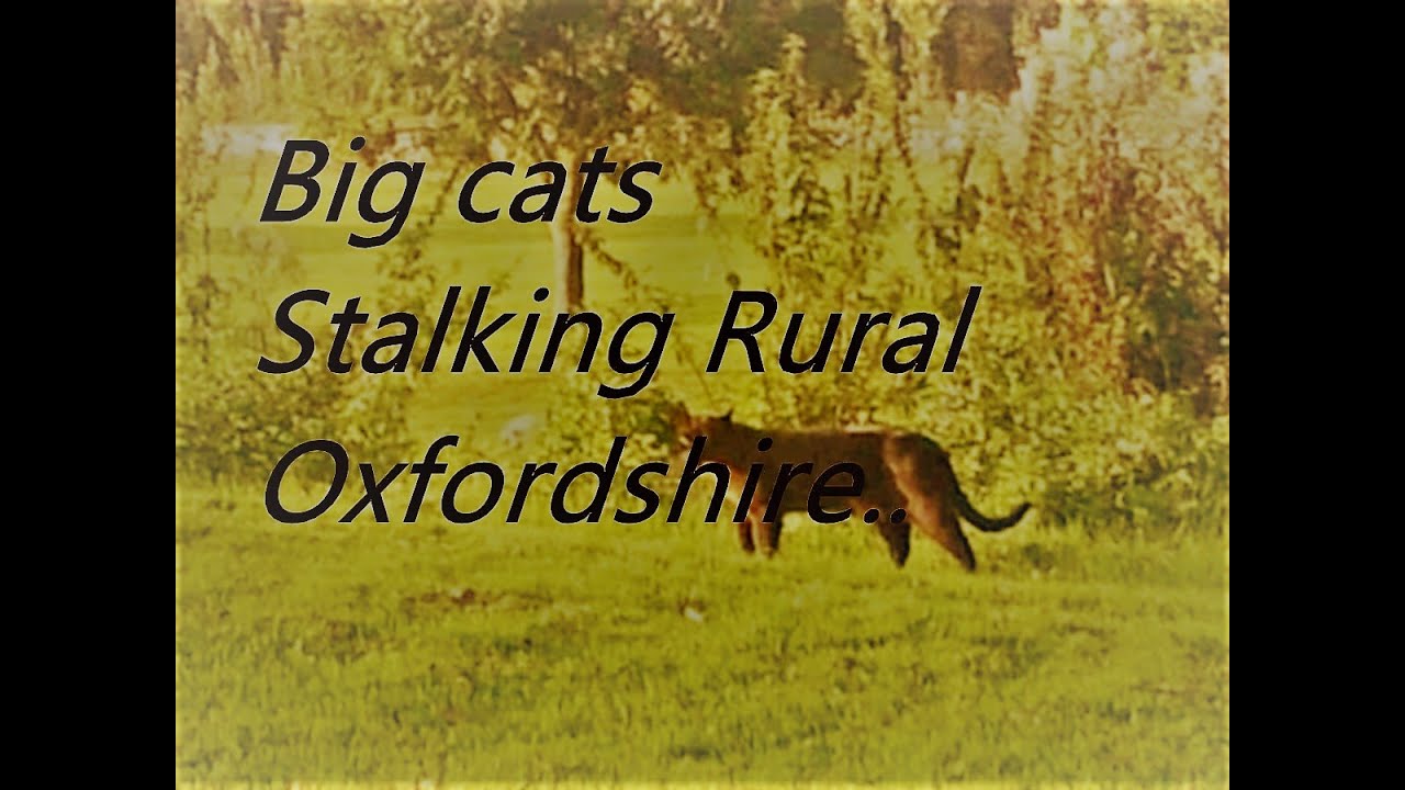 Big Cat Sightings Oxfordshire 2021 YouTube big-cat-sightings-oxfordshire-2021-youtube
