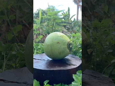 Perfect Green Coconut Cutting Technique #viral #shorts