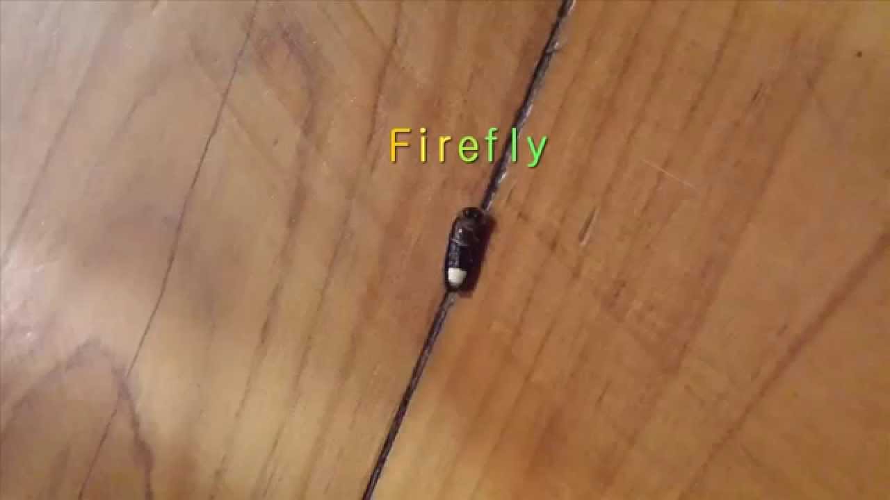 firefly-caught-in-qld-australia-it-gave-me-a-show-then-i-let-it-go