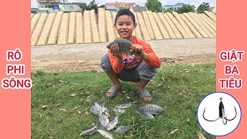 CÂU BA TIÊU BẰNG LƯỠI LỤC GIẬT CÁ RÔ PHI SÔNG PHÊ