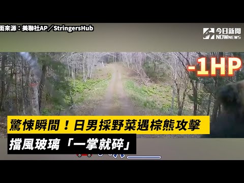 驚悚瞬間！日男採野菜遇棕熊攻擊　擋風玻璃「一掌就碎」｜NOWnews