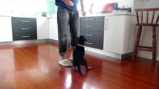 2 Month old Puppy Labrador X Rottweiler Tricks