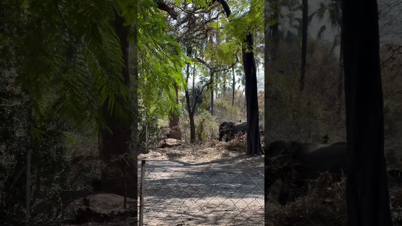 Imagine elephants in your backyard! 