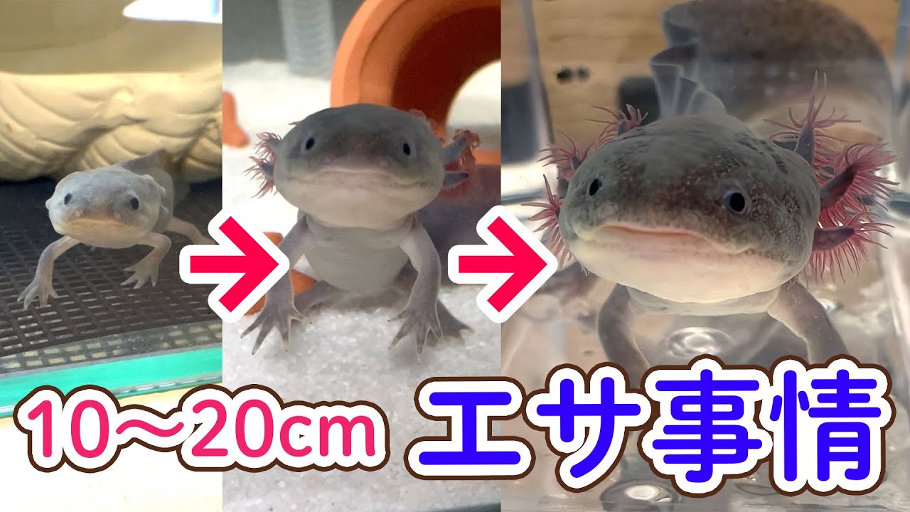 10-20cm] We'll reveal what kind of food the baby axolotl gets
