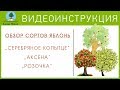 Обзор сортов ЯБЛОНЬ: «Серебряное копытце»,  «Розочка», «Аксёна». Видеоинструкция