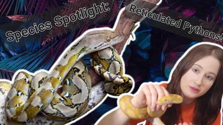 Species Spotlight: Reticulated Pythons! 🐍