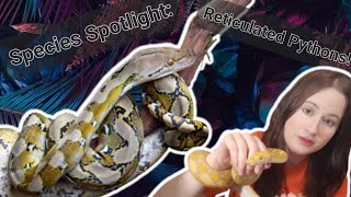 Famous Species Spotlight: Reticulated Pythons! 🐍 Profile