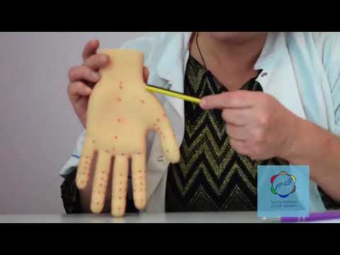 გაიგეთ როგორ არის განთავსებული მუცლის ღრუს ორგანოები ხელის მტევანზე