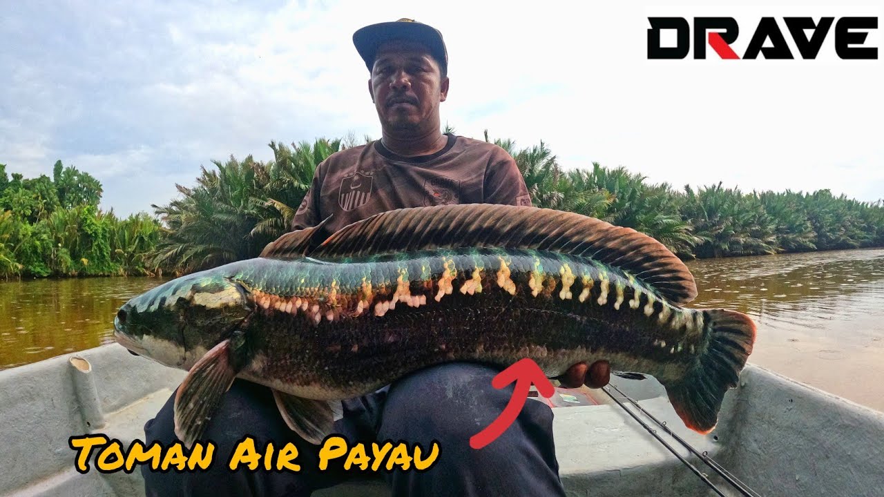 Toman Air Payau !!!!