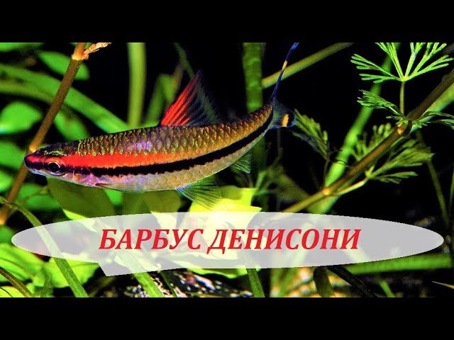 БАРБУС Денисони. Содержание в аквариуме, совместимость, уход, разведение и чем кормить