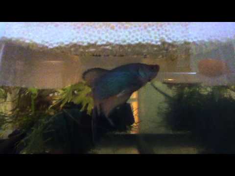 Day 1-Dragon Betta Fry Hatch(Spawn log #1)