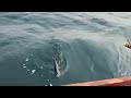 line fishing king kingfish fishing surmai fishing kingfish