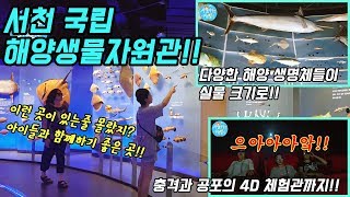 (후편)서천 추천 여행지!! 해양생물자원관!/4D 체험관 단돈 천원! (Country Story of City Couple EP.325)