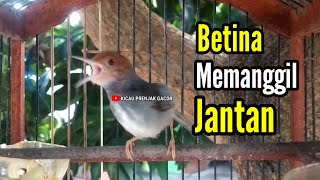 PRENJAK BETINA | PANCINGAN PRENJAK BETINA Gacor Istimewa Suara Jernih Memanggil PRENJAK JANTAN |