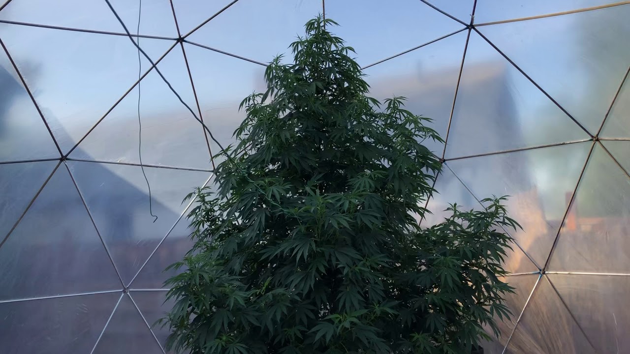 Saturday outdoor medical cannabis garden update 6/22/19