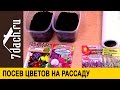 Посев цветов на рассаду: лаванда, примула, эустома, гвоздика Шабо - 7 дач