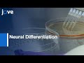 Neural Differentiation Analysis of stem cells | Protocol Preview